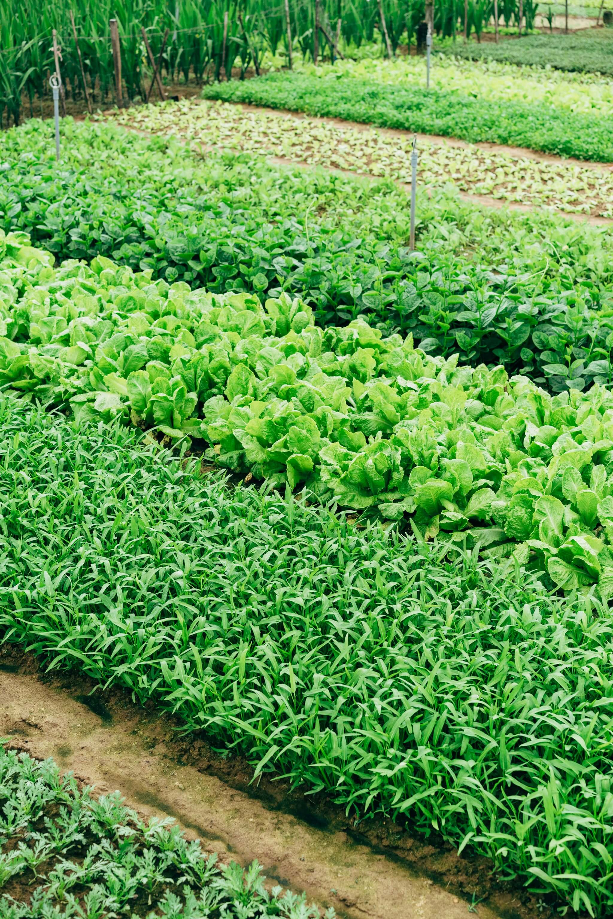 Organic Farming