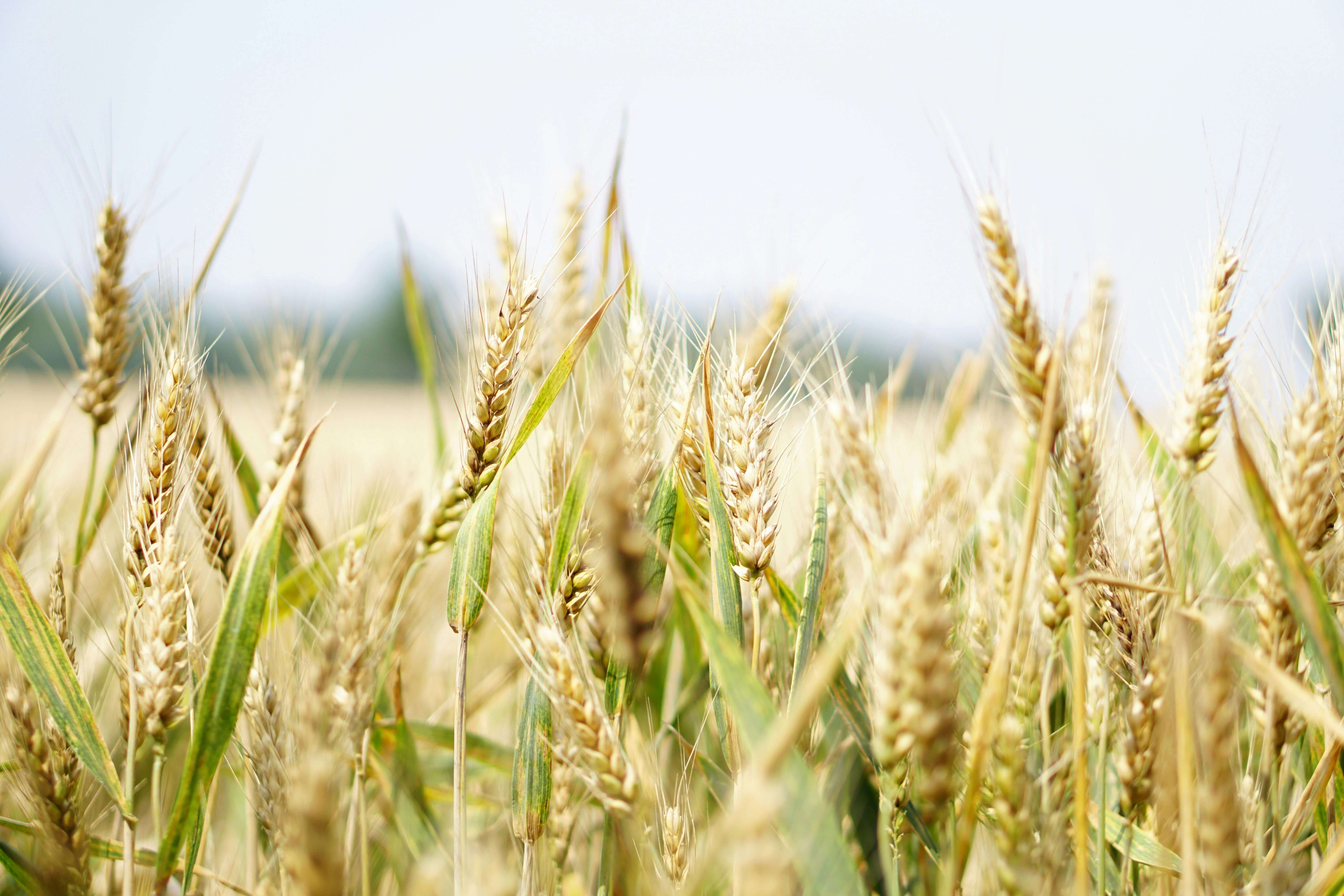 Cereals image