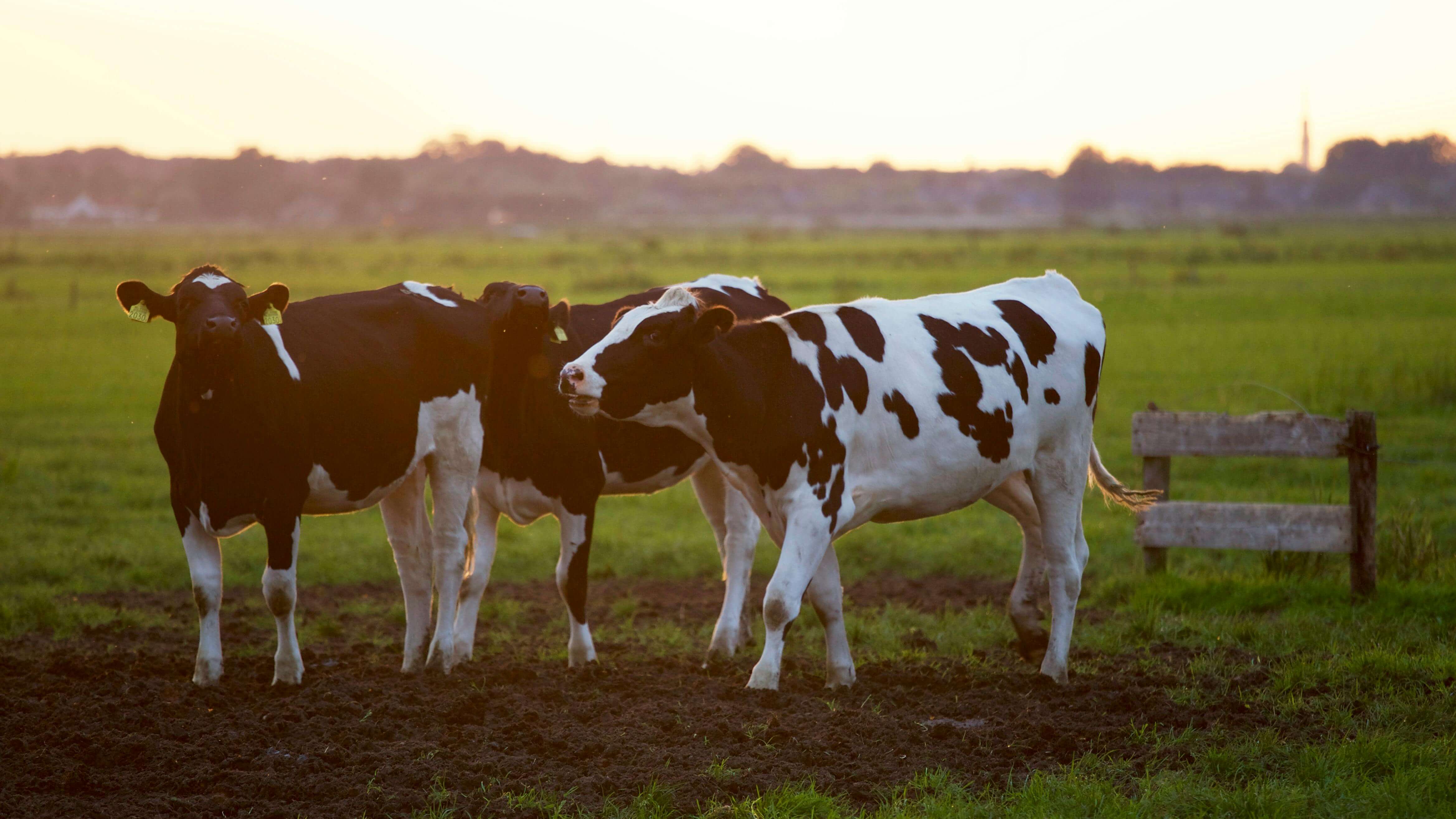 Dairy image