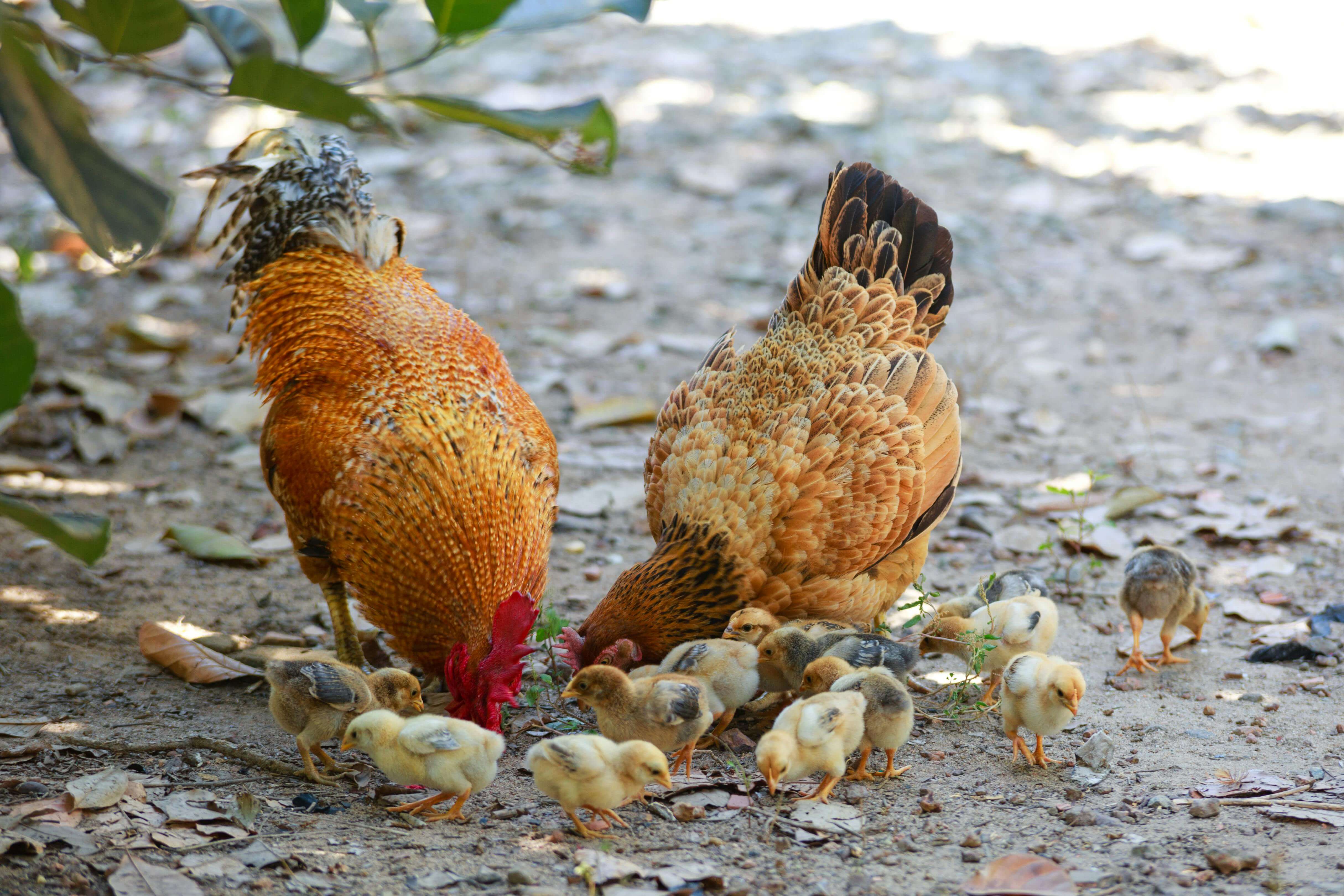 Poultry image